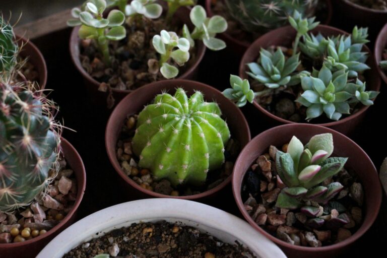 Cactus in small flowerpots