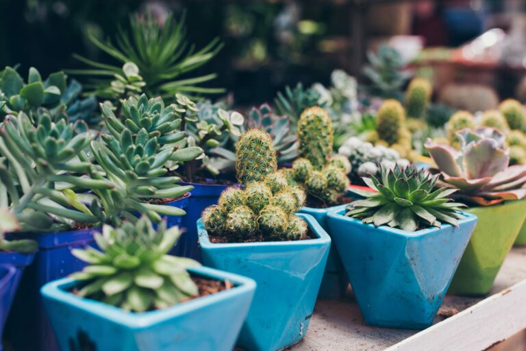 Pots with succulents in market