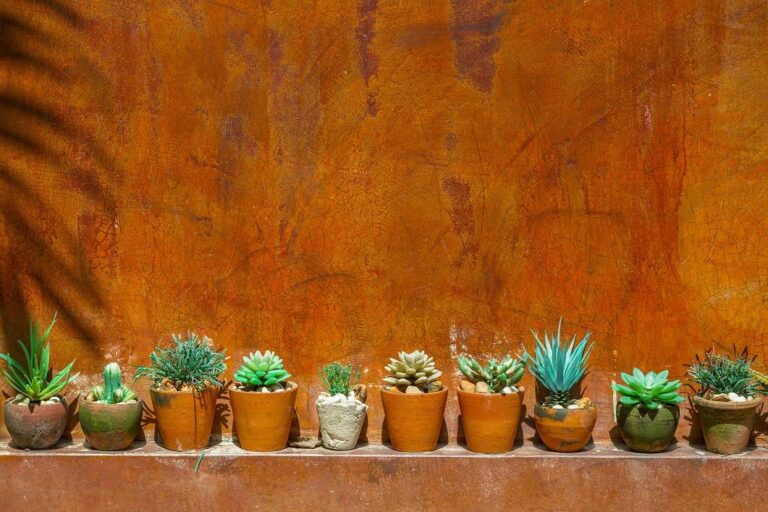 cactus with red wall