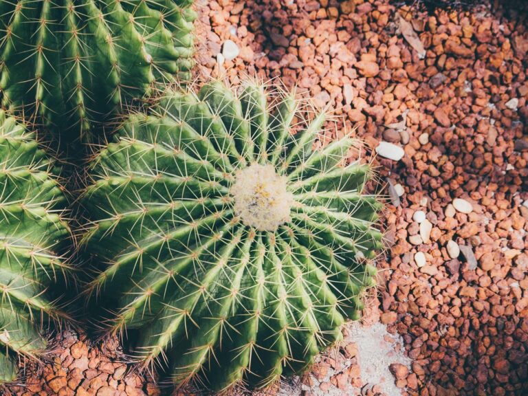 cactus in the garden