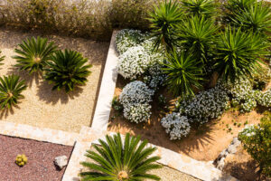 Scottsdale garden